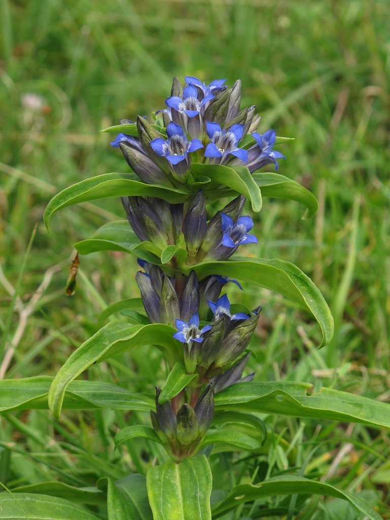 Gentiana cruciata